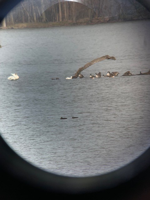 Ross's Goose - ML396171741