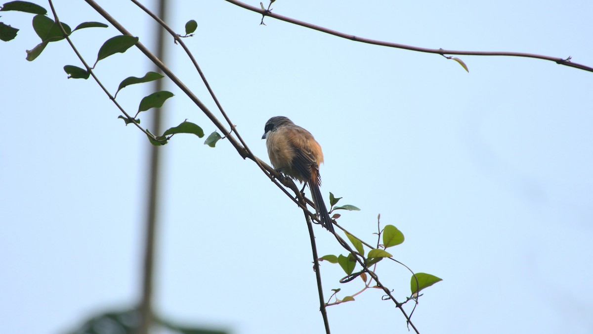 Long-tailed Shrike - ML396171971