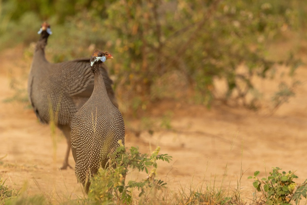 Helmeted Guineafowl - Doug Gochfeld