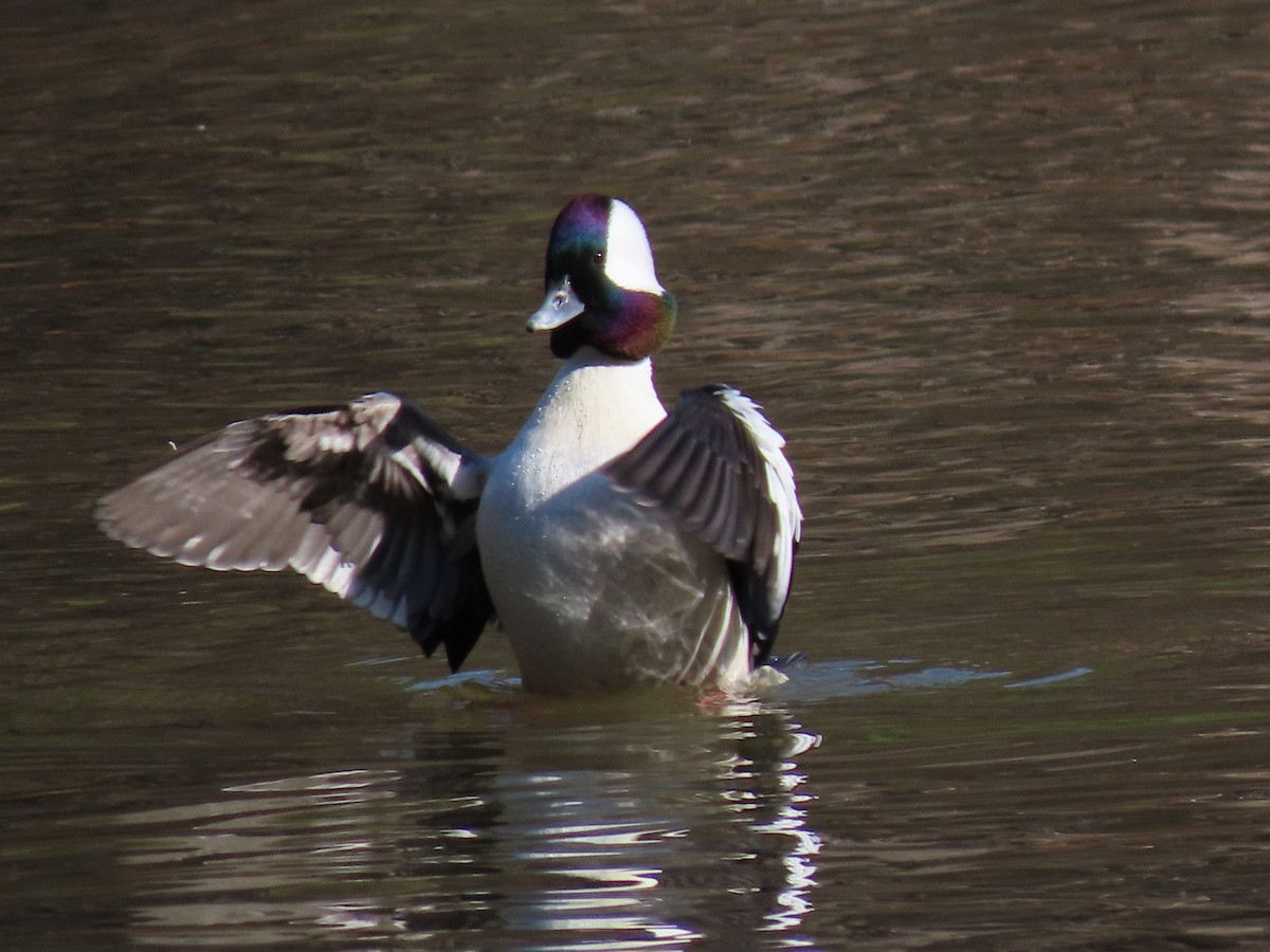 Bufflehead - ML396173371