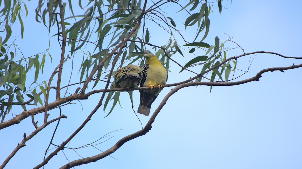 Yellow-footed Green-Pigeon - ML396173531