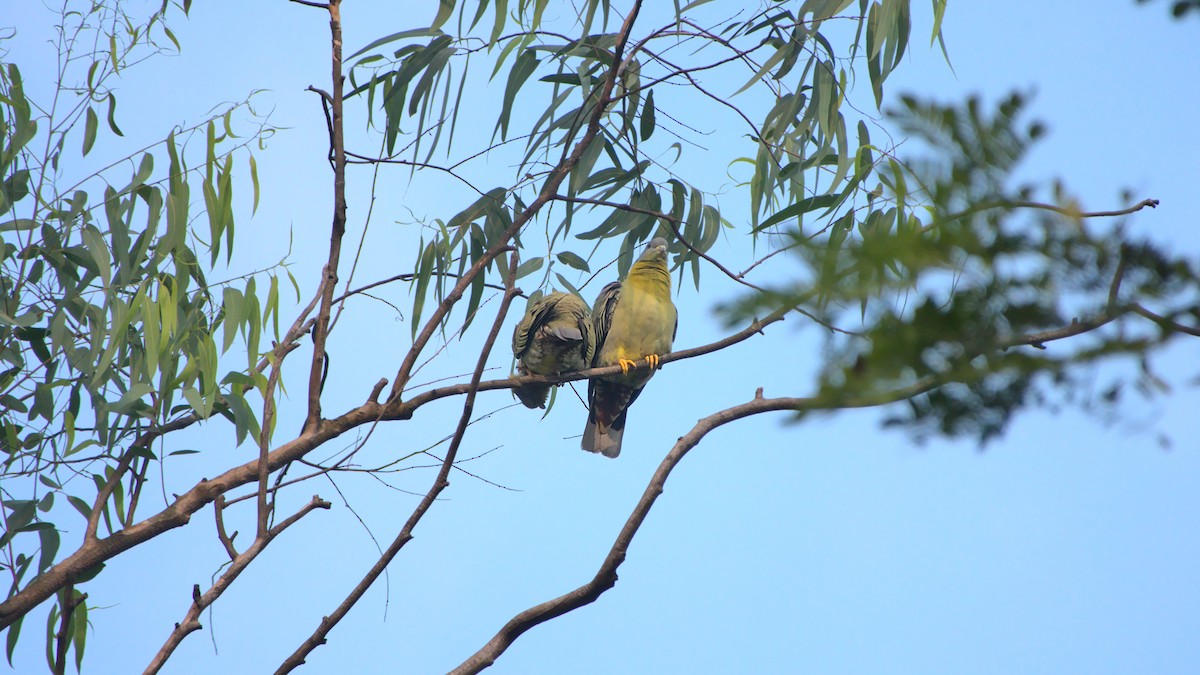 Yellow-footed Green-Pigeon - ML396173561