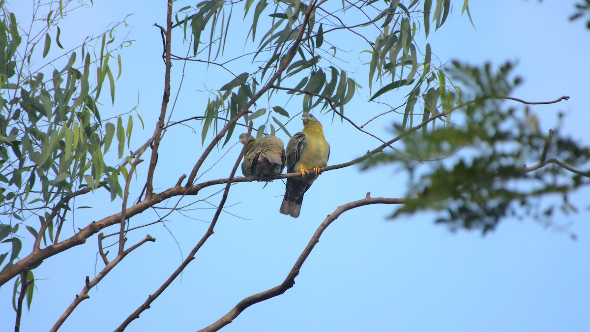 Yellow-footed Green-Pigeon - ML396173571