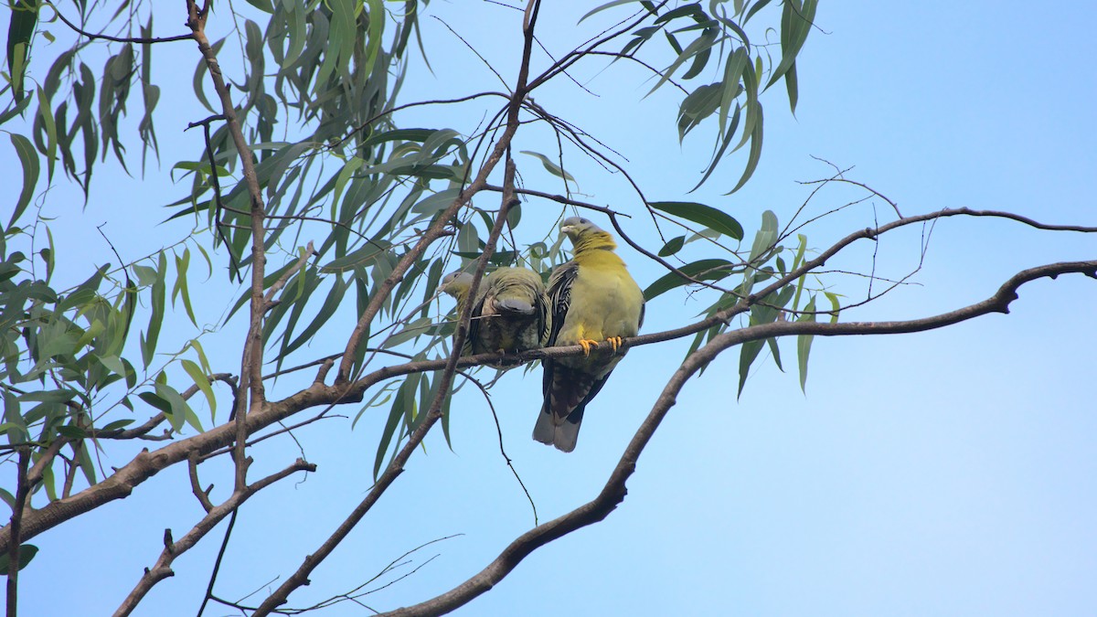 Yellow-footed Green-Pigeon - ML396173581