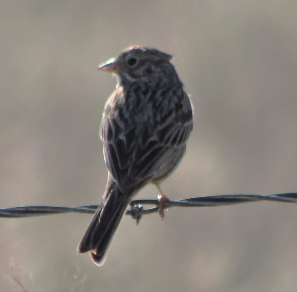 Vesper Sparrow - ML39617381