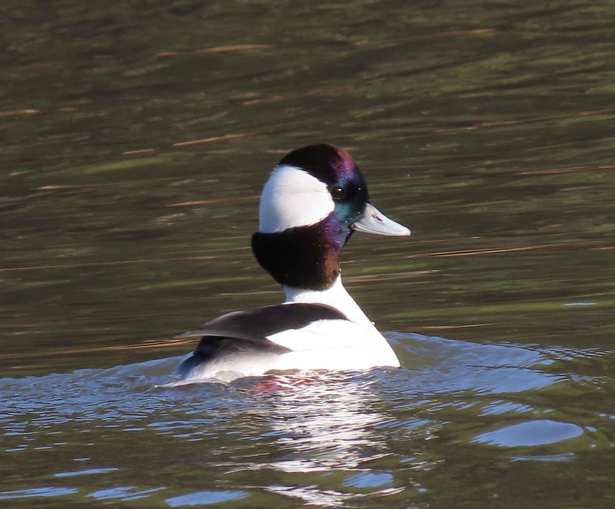 Bufflehead - ML396174511