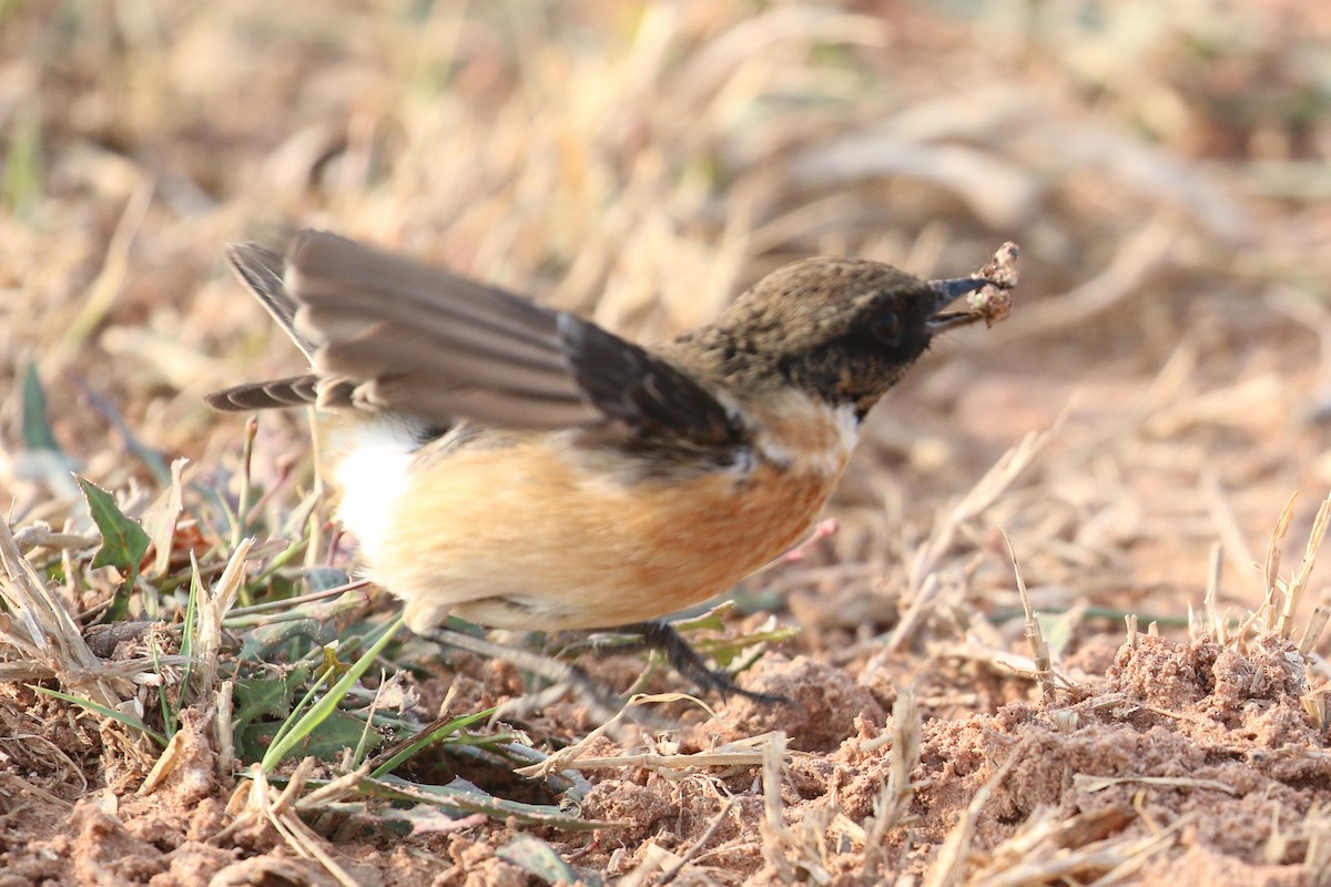 Siberian Stonechat - ML396175401