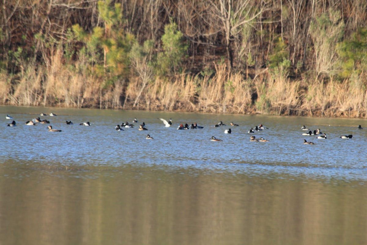 Ring-necked Duck - ML396179631