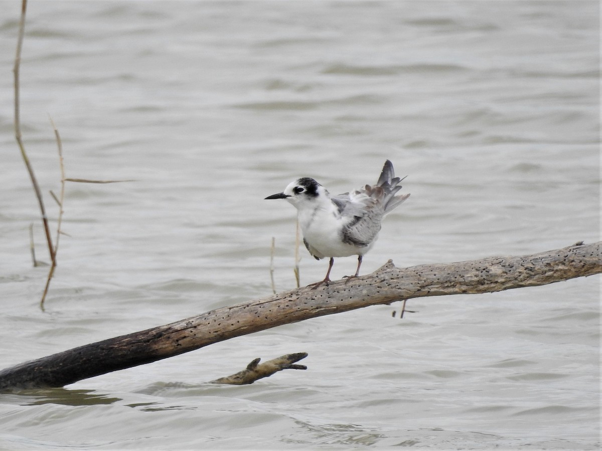 White-winged Tern - ML396179641