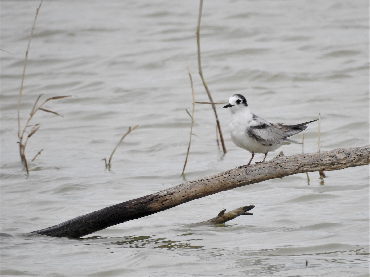 White-winged Tern - ML396179781