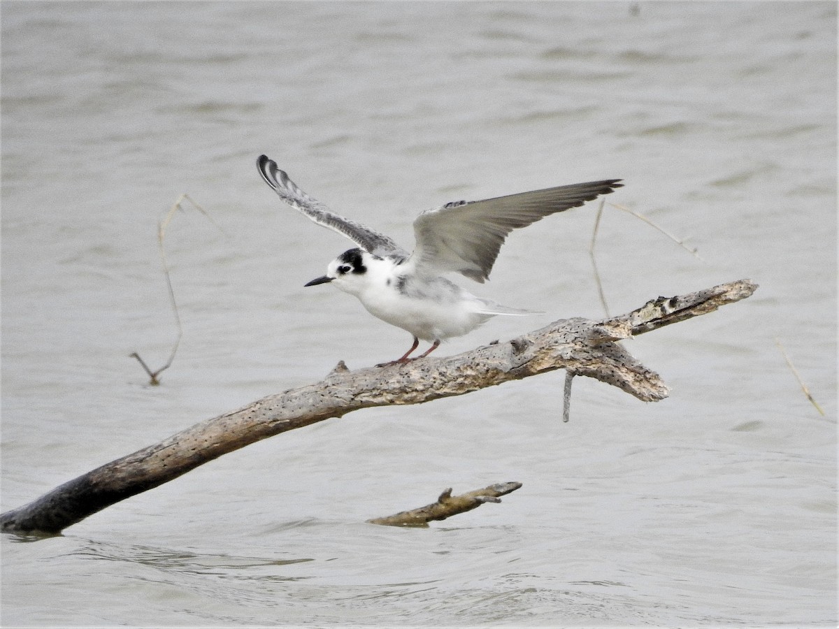 White-winged Tern - ML396180071