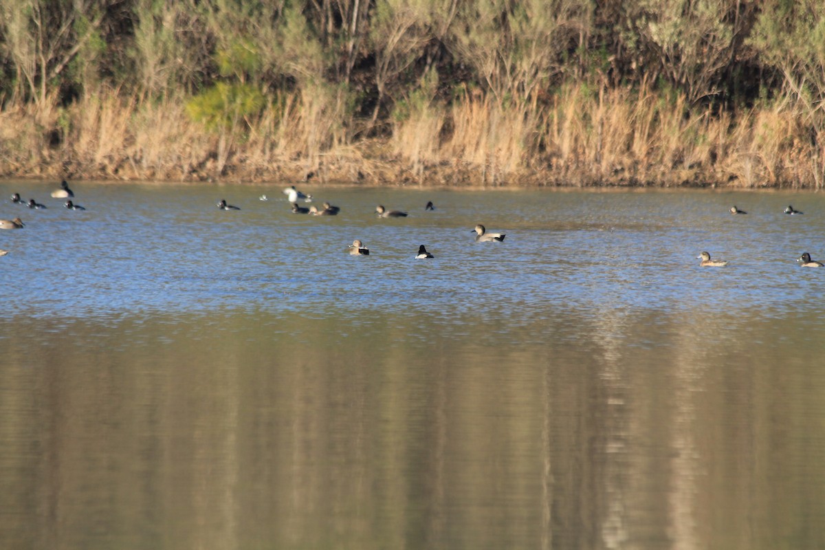 Bufflehead - ML396180201