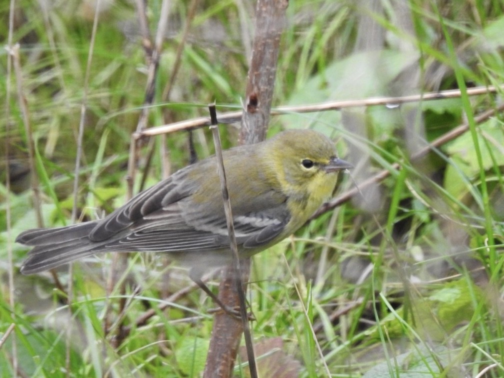 Pine Warbler - Peter L