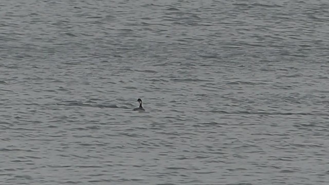 Eared Grebe - ML396189701