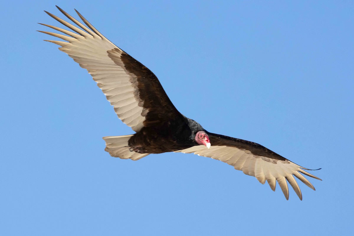 Turkey Vulture - ML396191341
