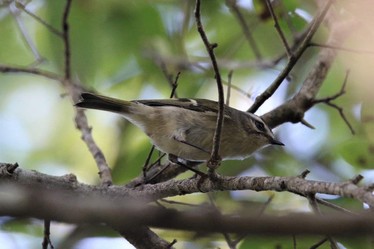 Golden-crowned Kinglet - John Groskopf