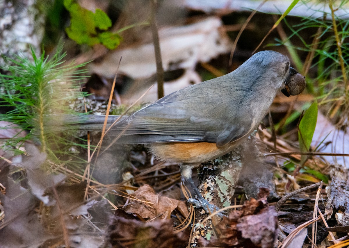 Tufted Titmouse - ML396193531