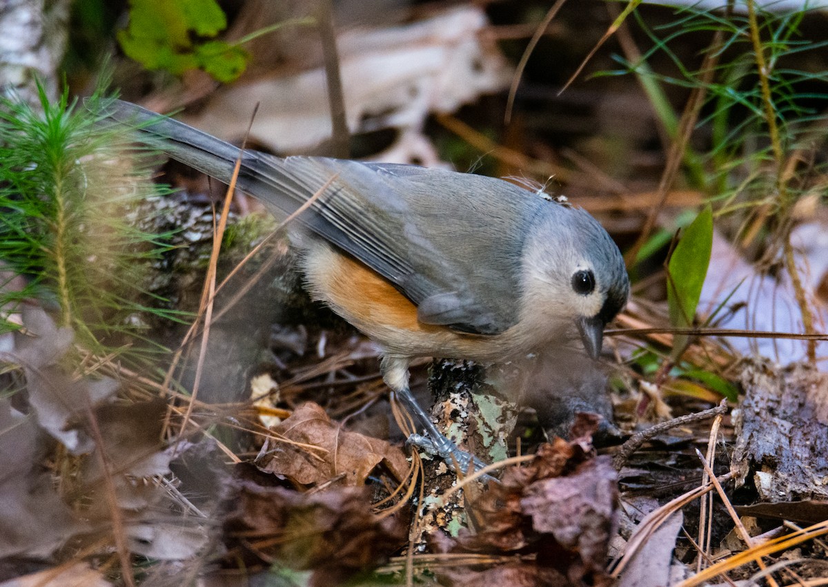 Tufted Titmouse - ML396193561