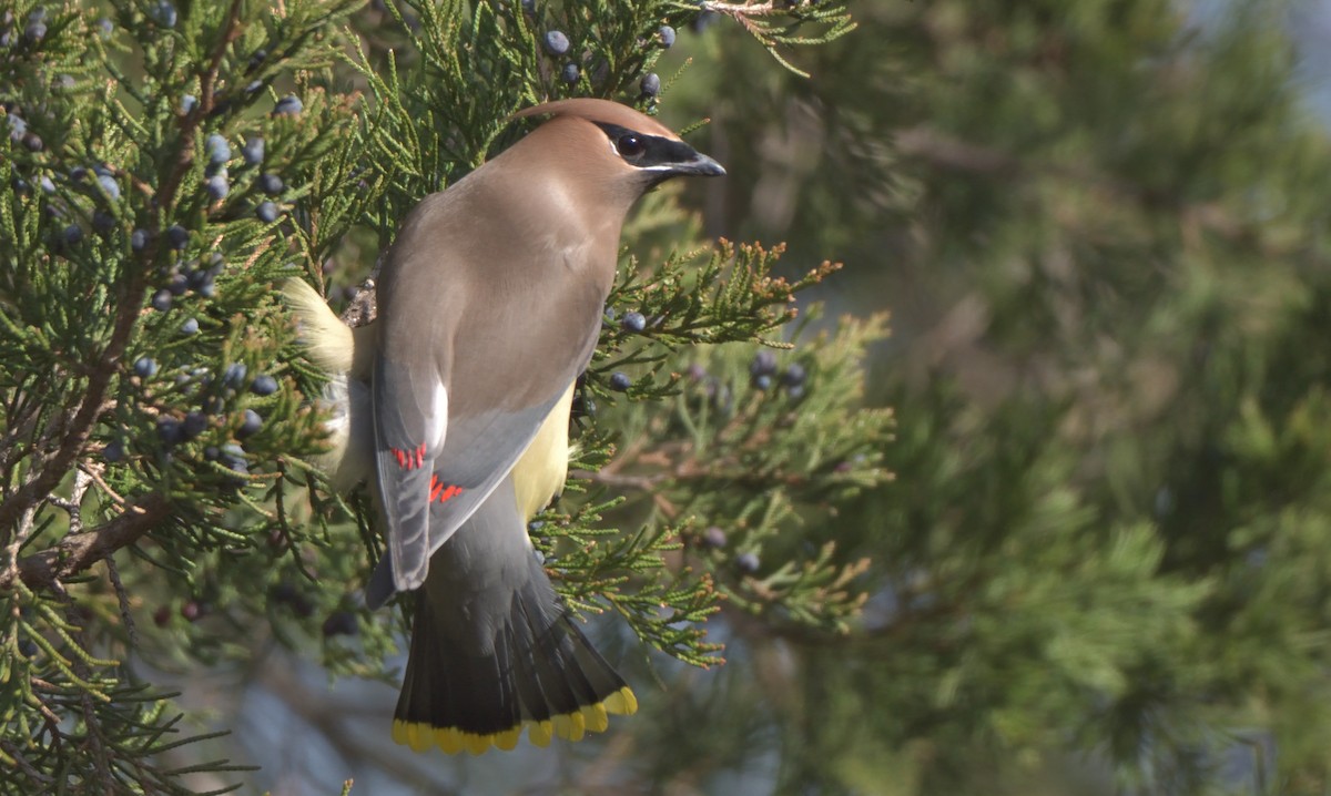 Cedar Waxwing - ML396194481