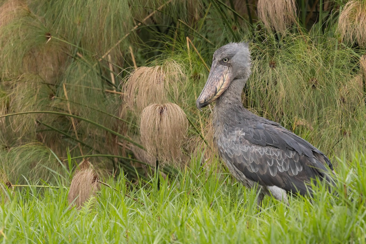 Shoebill - Doug Gochfeld