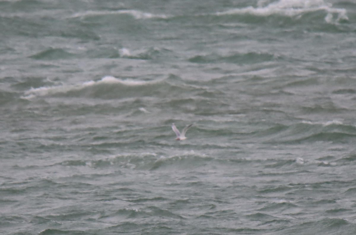 Iceland Gull (kumlieni/glaucoides) - ML396195931