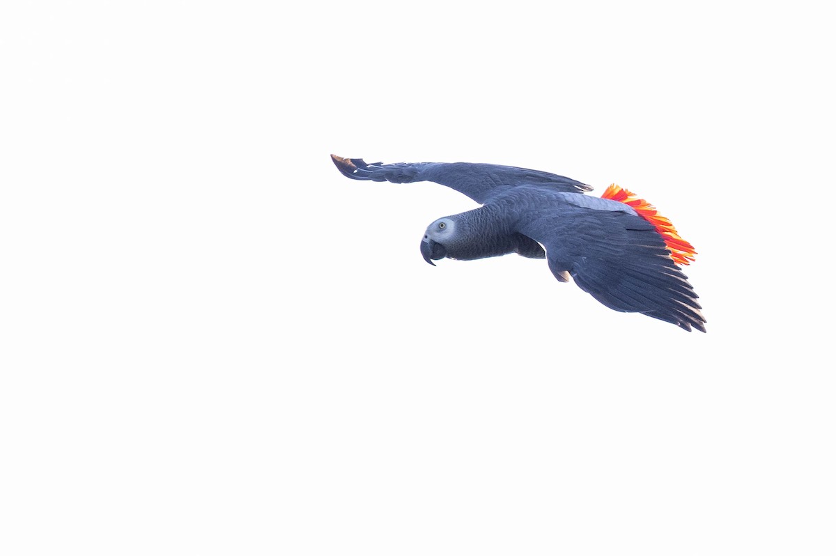 papoušek žako (ssp. erithacus) - ML396196081