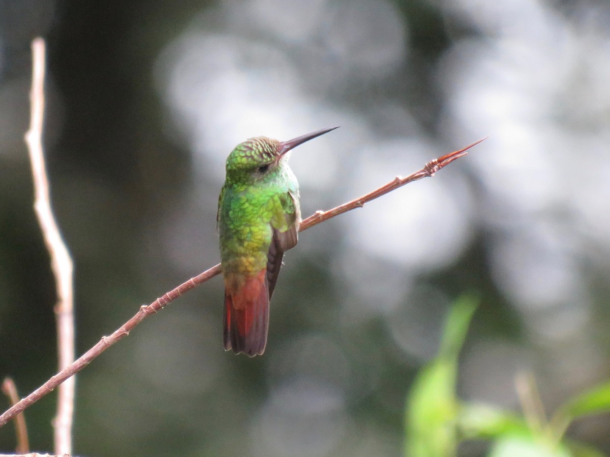 Trochilidae sp. - ML39619691