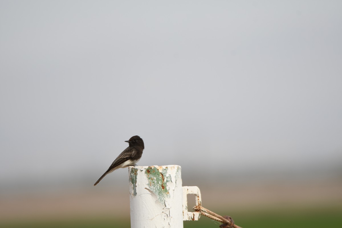 Black Phoebe - ML396196931