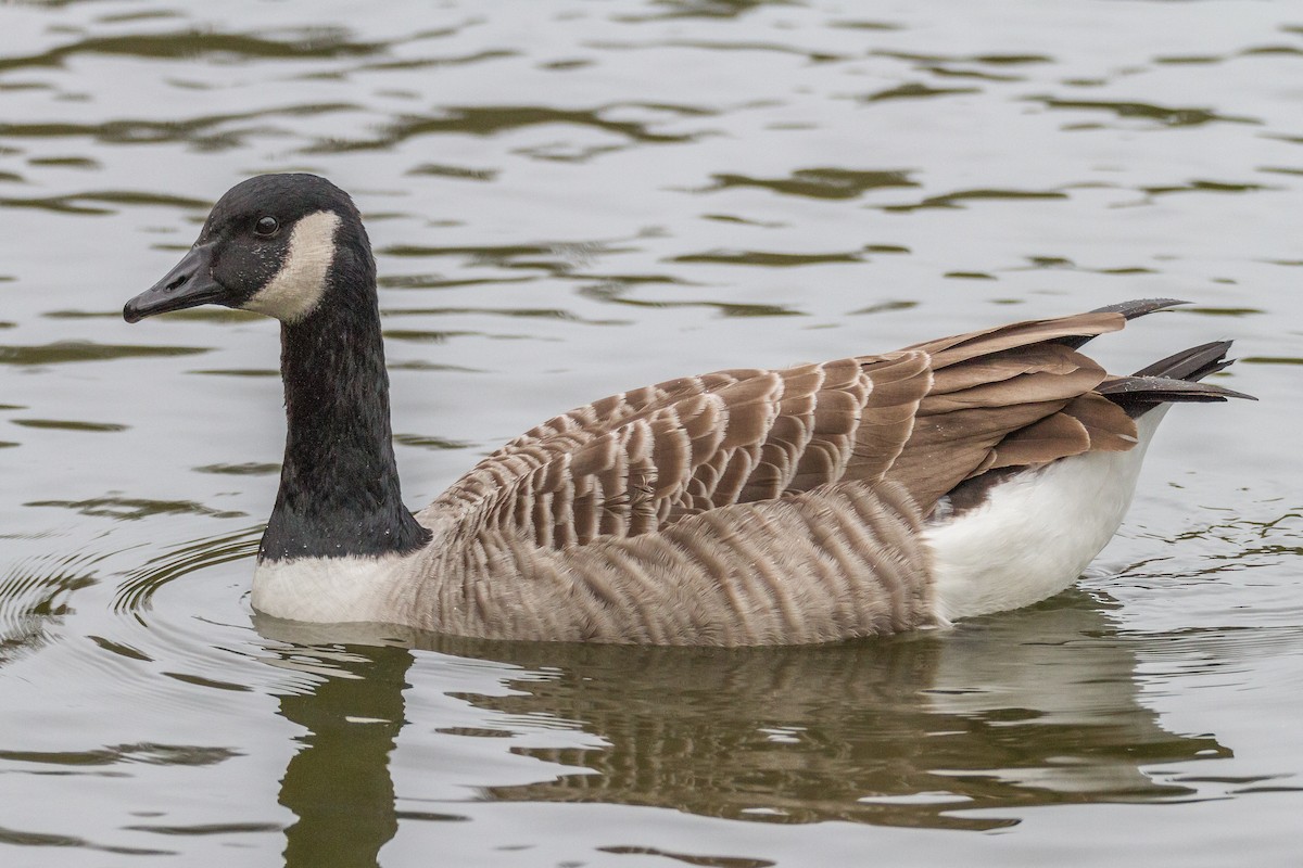 Canada Goose - Terry Woodward