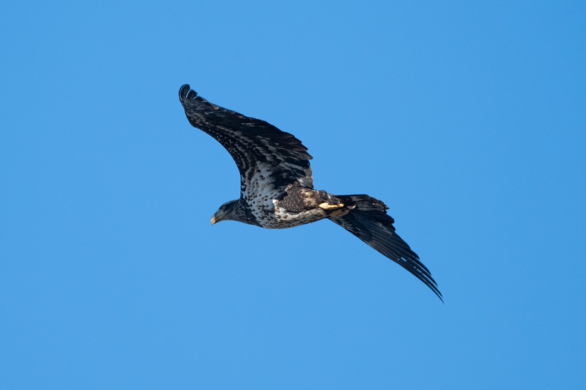 Bald Eagle - ML396197721