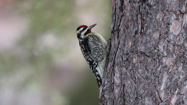 Yellow-bellied Sapsucker - ML396198171