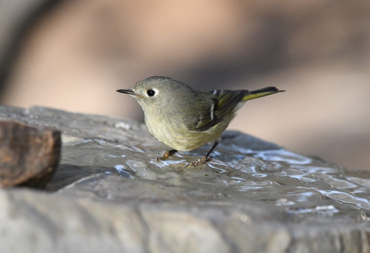 Ruby-crowned Kinglet - ML396198551