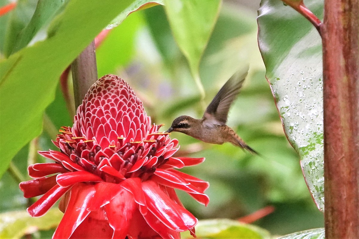 Long-billed Hermit - ML396199701