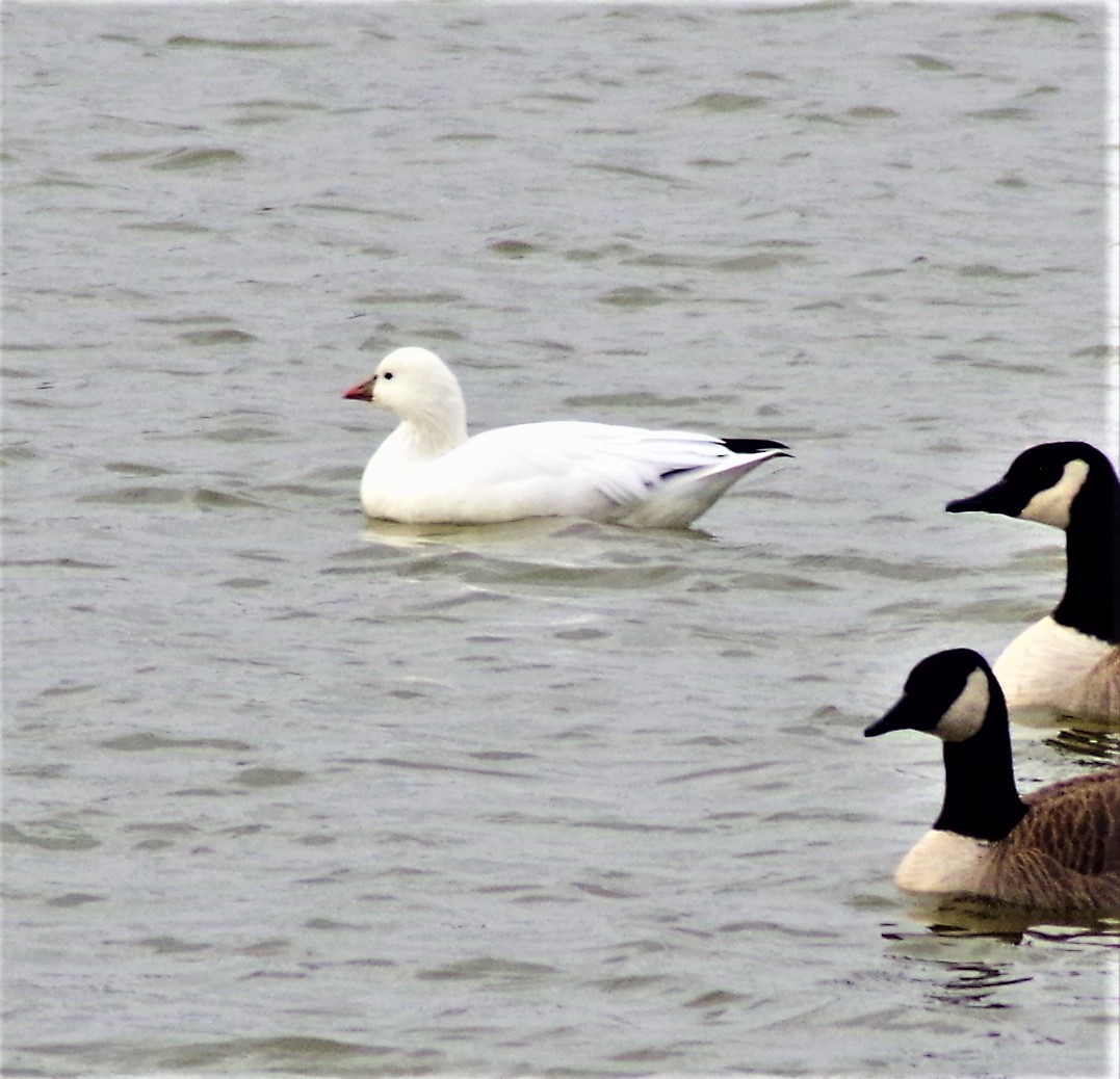Ross's Goose - ML396200331