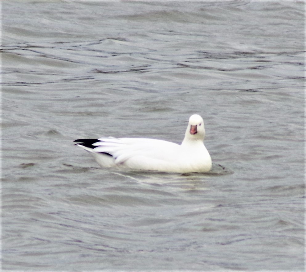 Ross's Goose - ML396200341