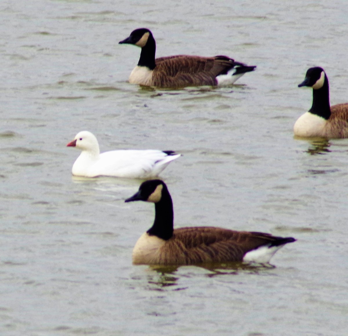 Ross's Goose - ML396200351