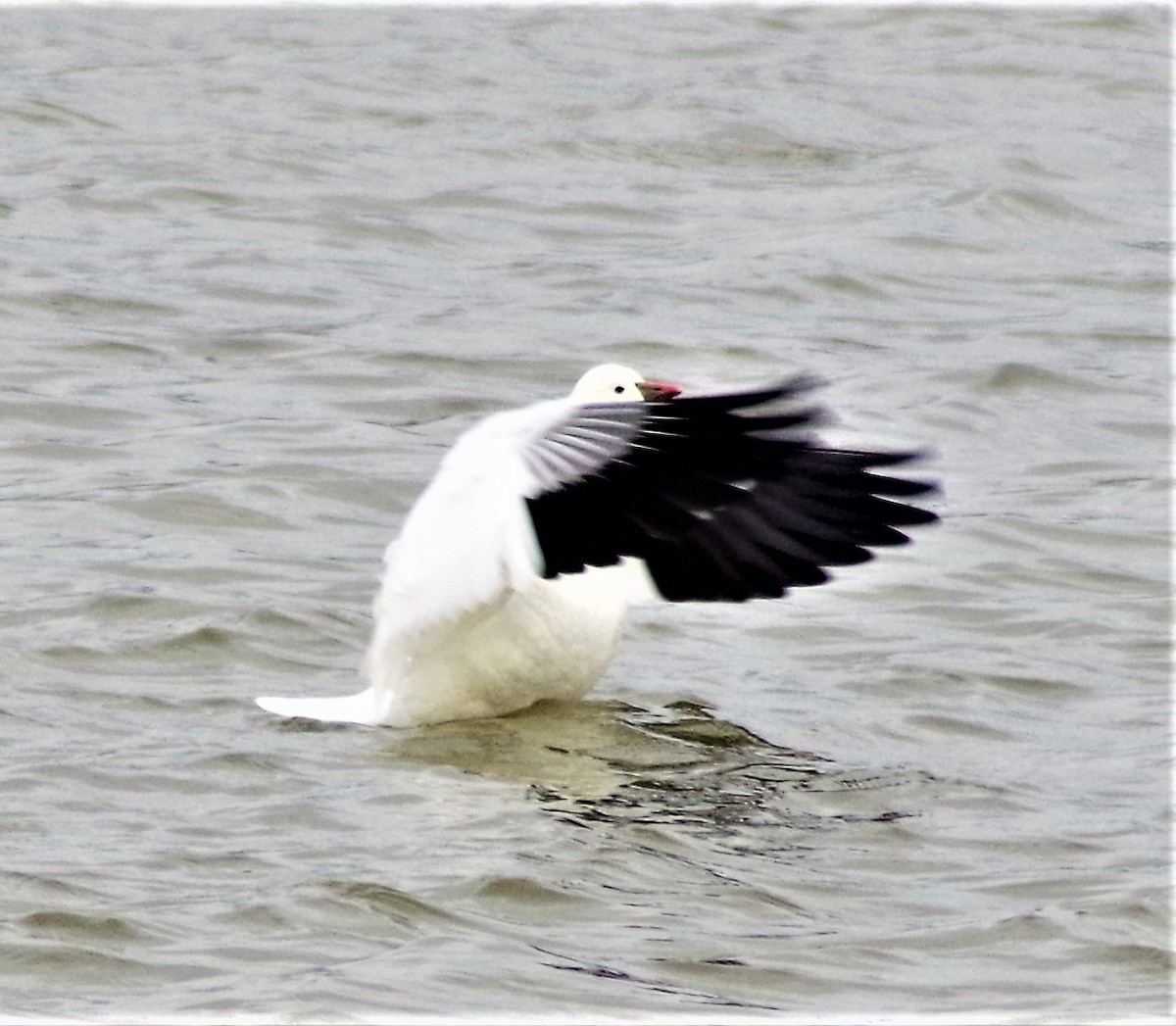 Ross's Goose - ML396200361
