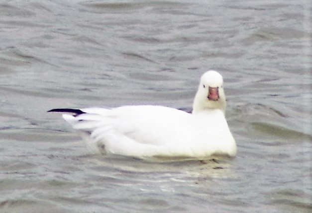 Ross's Goose - ML396200371