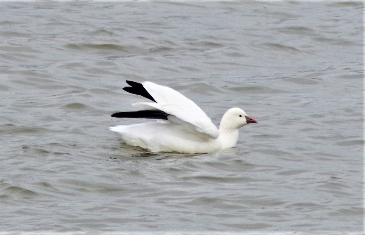 Ross's Goose - ML396200391