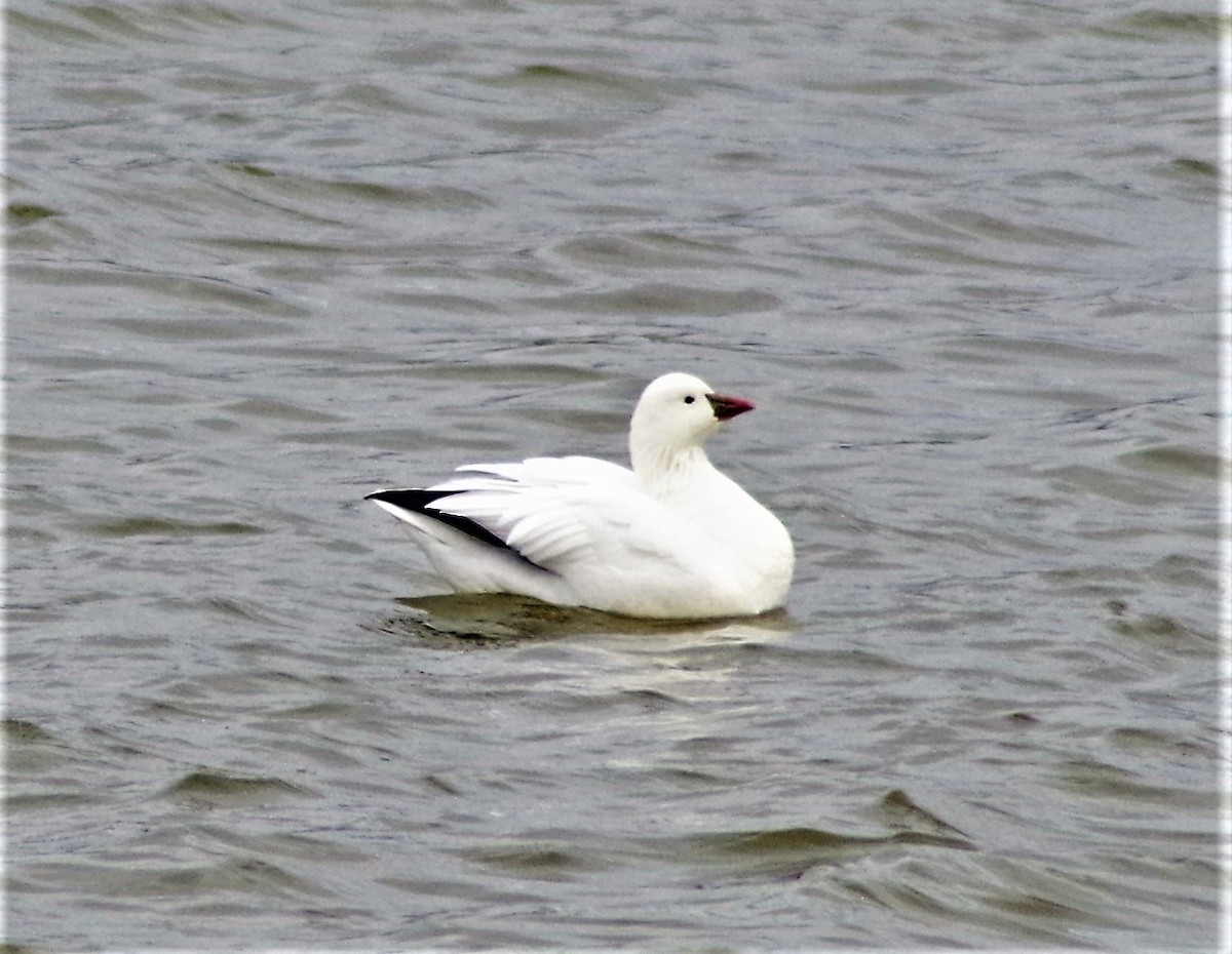 Ross's Goose - ML396200401