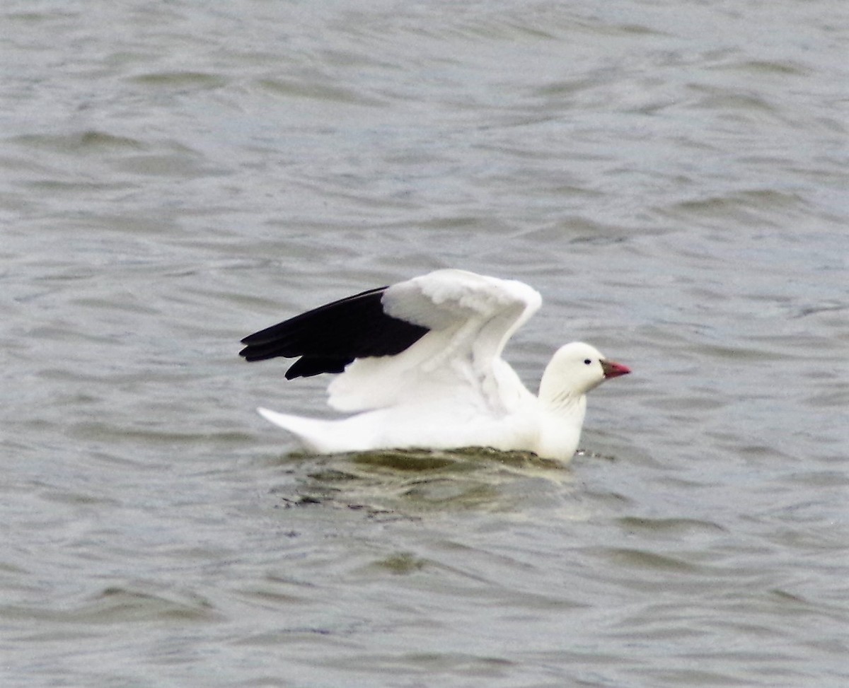 Ross's Goose - ML396200411