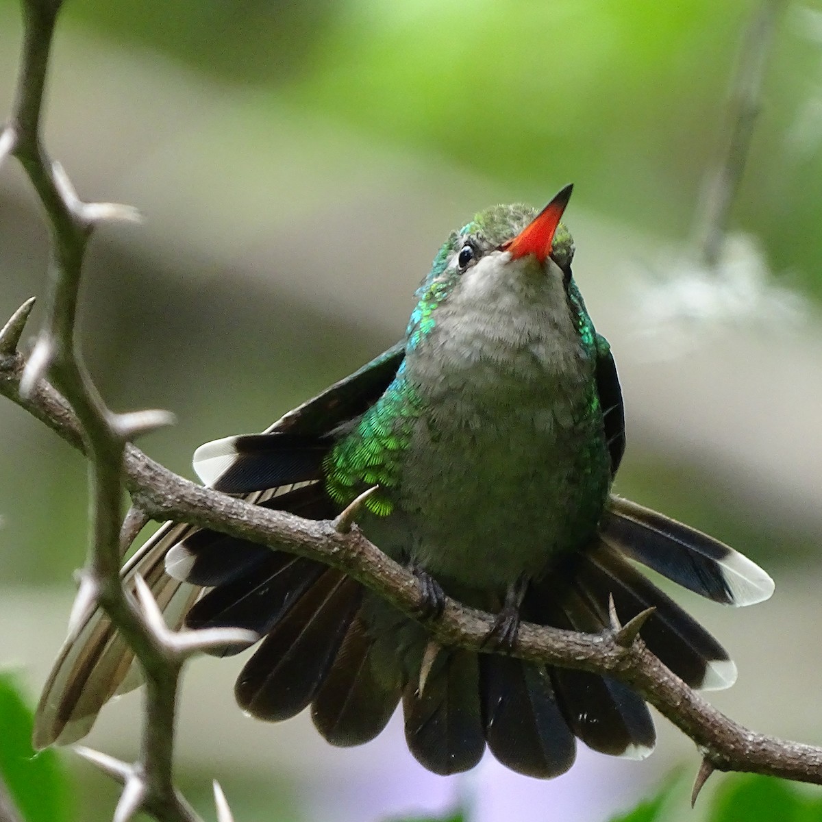 kolibřík lesklobřichý - ML396200691