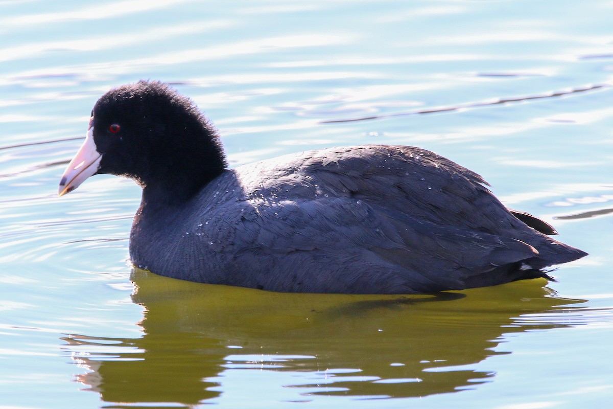 American Coot - ML396200711