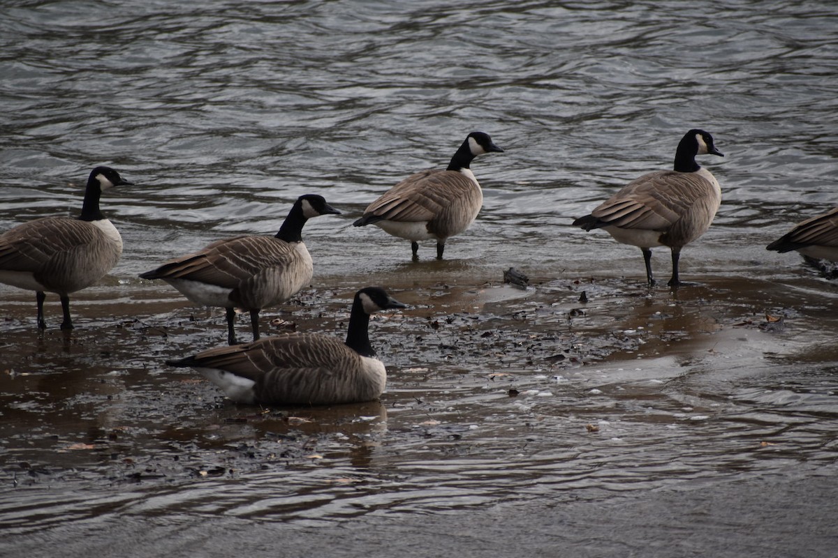 Canada Goose - Dan Cowell