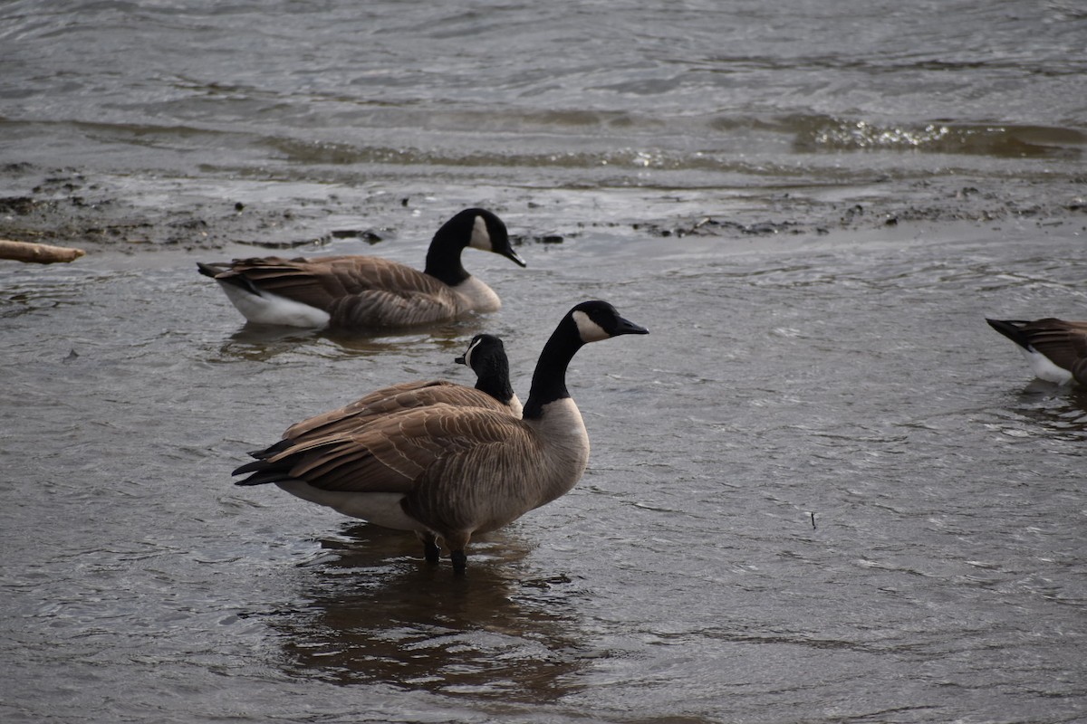 Canada Goose - Dan Cowell