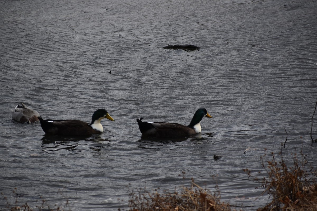 Mallard (Domestic type) - Dan Cowell