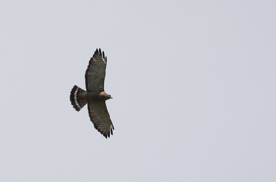 Broad-winged Hawk - Zbigniew Kajzer