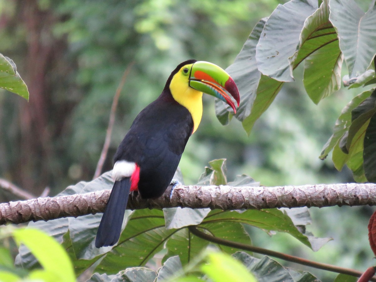 Keel-billed Toucan - ML39620181