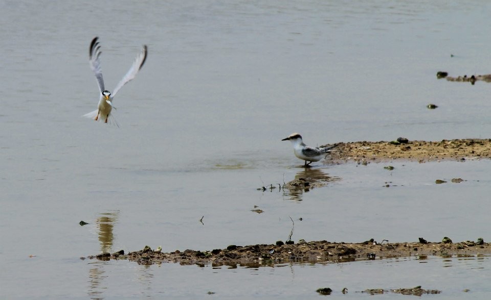 Least Tern - ML396202141