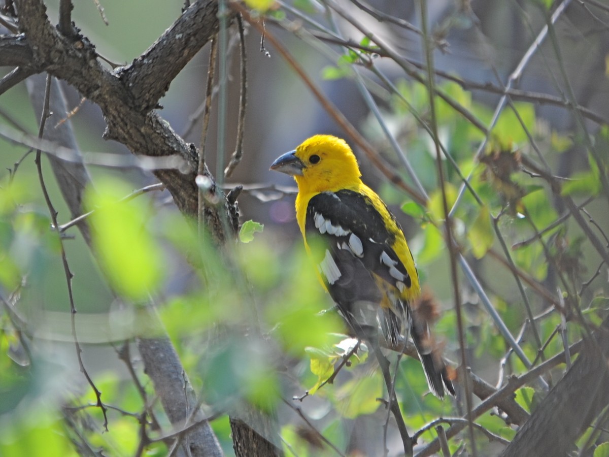 Cardinal à tête jaune - ML39620221